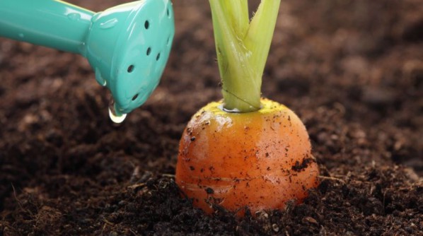 Comment arroser correctement les carottes