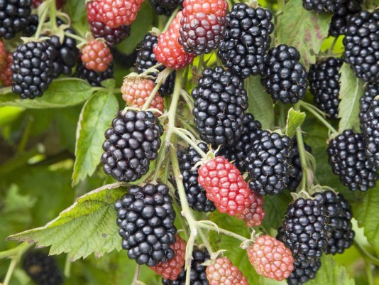 Cara menanam blackberry