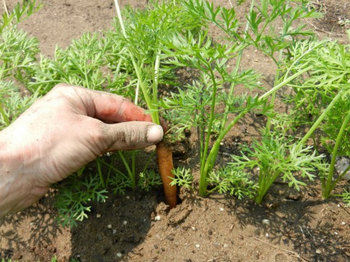 Sådan tyndes gulerødder ordentligt ud i haven