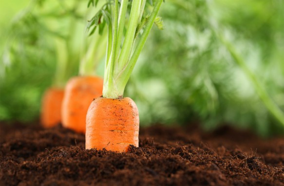 Wie man Karotten richtig ausdünnt