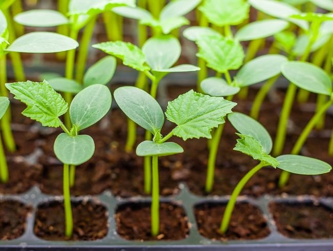 Cómo plantar adecuadamente semillas para plántulas.