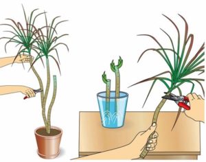 How to propagate dracaena with apical cuttings