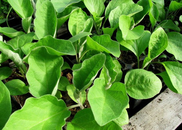 Sådan plantes auberginefrø til kimplanter