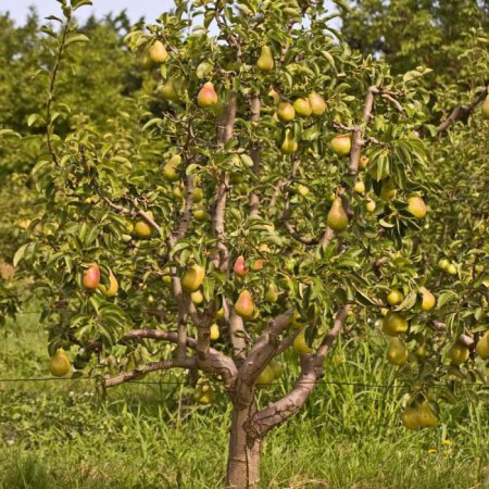 Hur man tar hand om ett päron på våren för en bra skörd