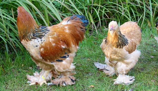 À quoi ressemblent le coq et la poule Brama?