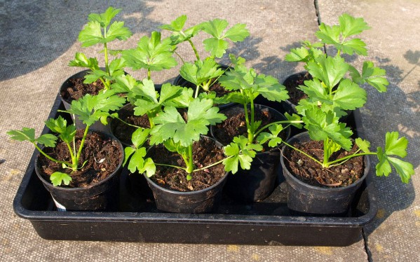 Πώς να καλλιεργήσετε φυτά ρίζας σέλινου