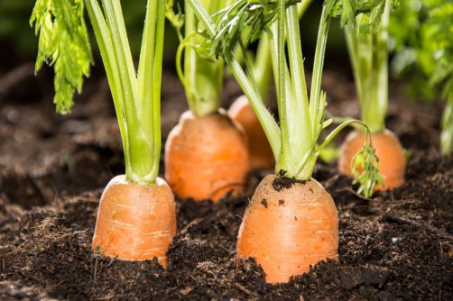 Wann sollte man aufhören, Karotten zu gießen?