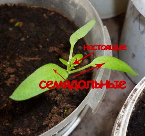 Πότε να βουτήξετε φυτά πιπεριού - συγχρονισμός