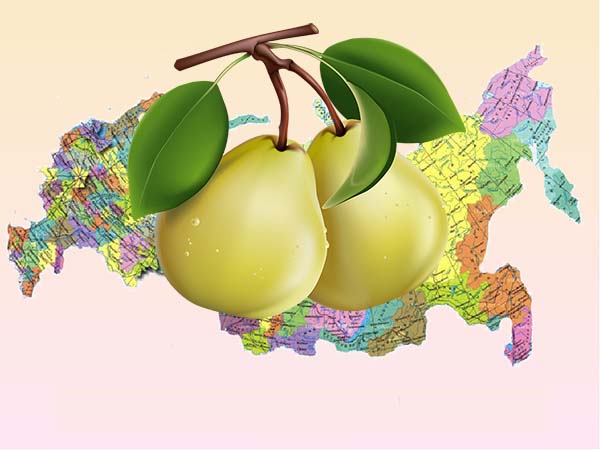 When to plant a pear depending on the region