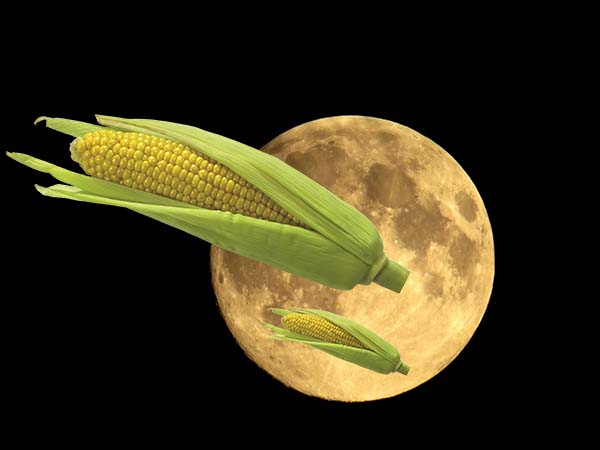 Quand planter du maïs en pleine terre selon le calendrier lunaire
