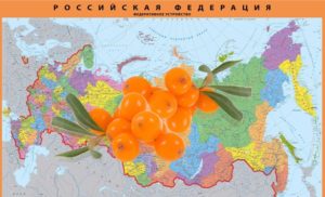 متى تزرع النبق البحري في منطقة موسكو ومنطقة الفولغا وجزر الأورال وسيبيريا