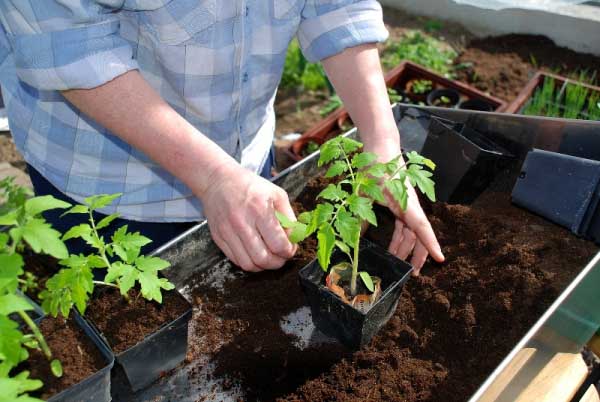 Milloin tomaatteja istutetaan kasvihuoneeseen - määritä valmius