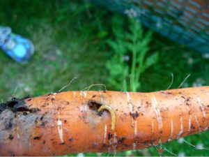 Larva de mosca de zanahoria
