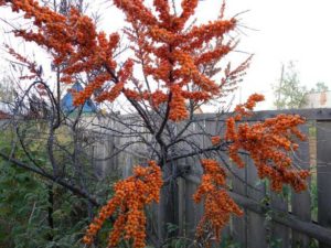 Place for planting sea buckthorn