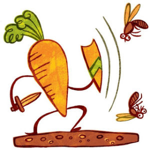 Методи за борба с моркова муха