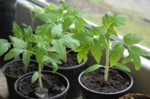 Procesamiento de semillas de tomate antes de plantar plántulas.