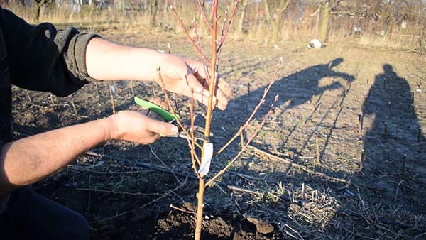 Pruning a seedling after planting