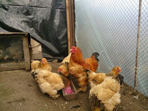 Description, entretien et caractéristiques de l'élevage de la race de poulet Brama