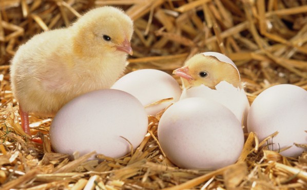 Déterminer le sexe d'une poule à l'œuf