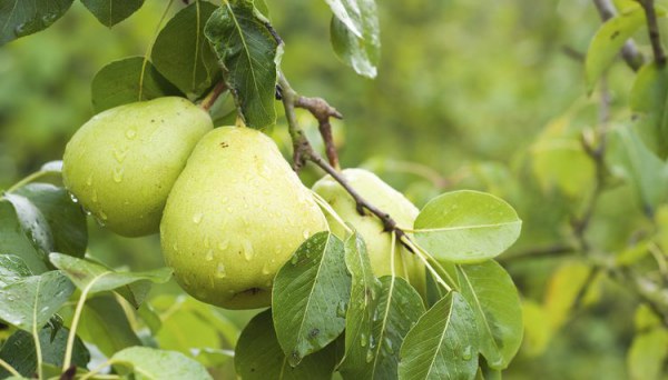 Fel vid vård av ett päron på våren