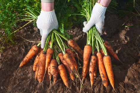 Características de regar cenouras antes da colheita