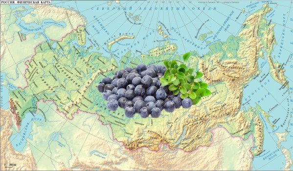 Ciri penanaman blueberry di kawasan yang berbeza