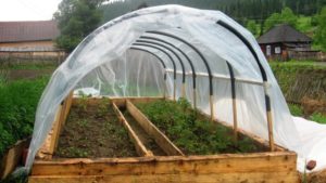 Filmový skleník pre sadenice paradajok