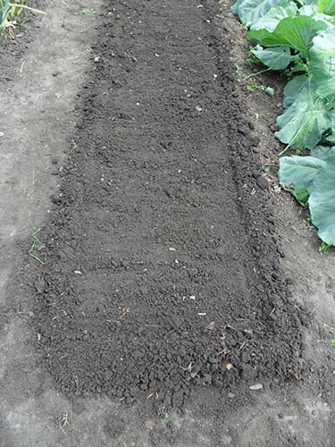 Preparing the beds and soil for radishes