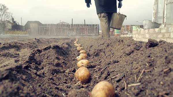 Vorbereitung des Bodens zum Anpflanzen von Kartoffeln für Heu