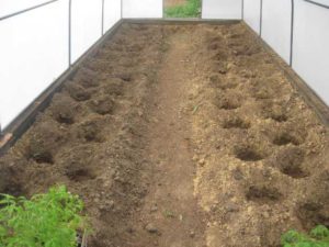 Jordforberedelse i et drivhus til plantning af tomatplanter
