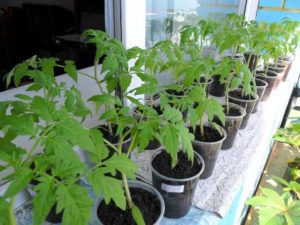 Vorbereitung von Tomatensämlingen für das Pflanzen in einem Gewächshaus