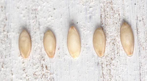 Příprava semen okurky k setí