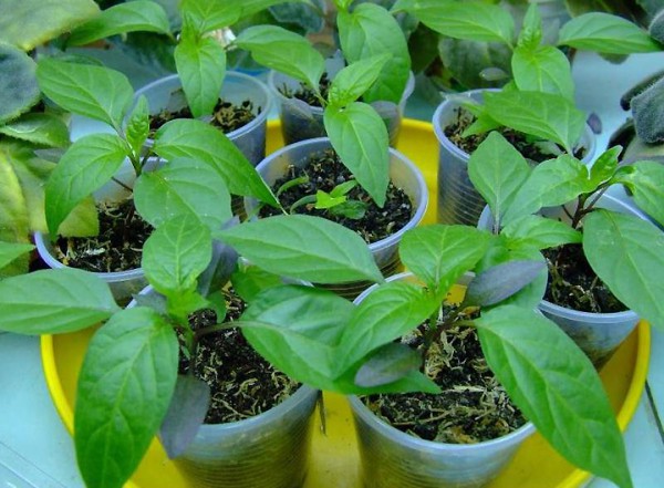 Feeding pepper seedlings after picking is recommended no earlier than 12-13 days after the procedure