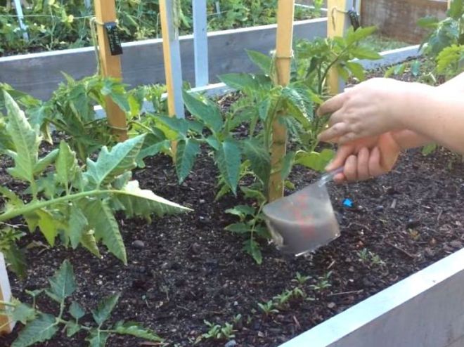 Top dressing av tomater efter plantering i ett växthus