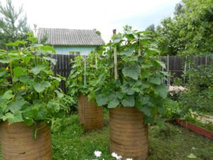 Връзване на краставици в бъчви