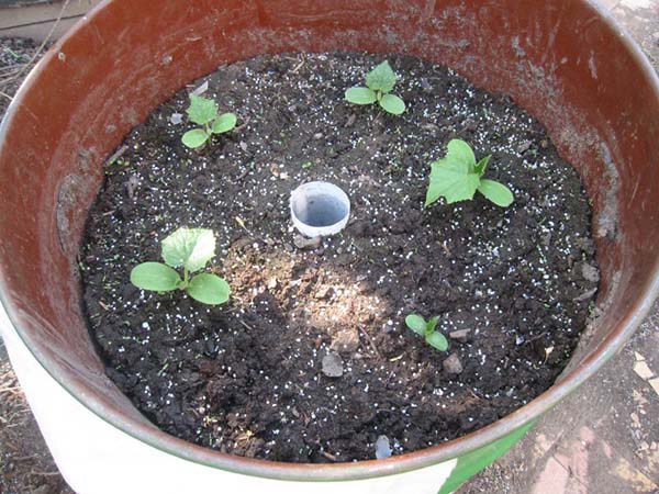 Поливане на краставици в бъчва