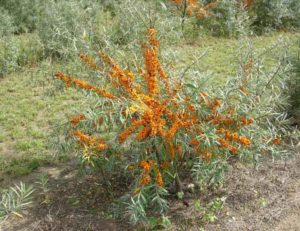 Planting and caring for sea buckthorn