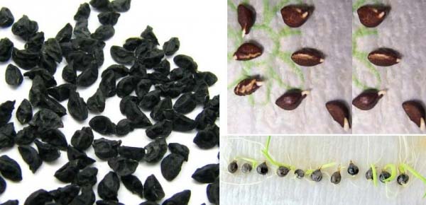 Výsadba cibule semeny