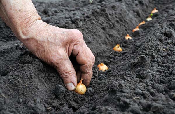 Planter des oignons en pleine terre