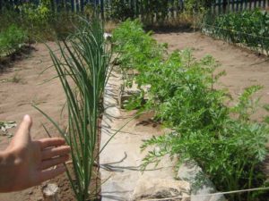 Plante gulrøtter og løk i samme hage