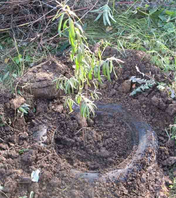 Planting sea buckthorn in spring and autumn