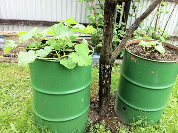 Plantar pepinos en barriles.