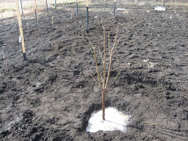 Stapsgewijze handleiding voor het planten van een jonge perzikboom
