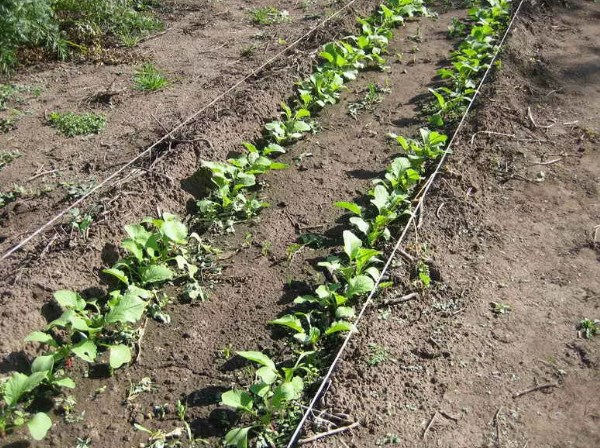 Planting radishes in rows