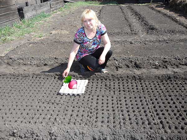 Planting radishes with a solid canvas