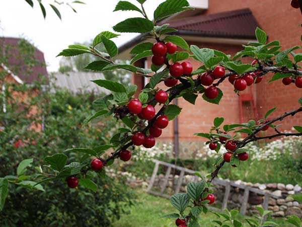 Plantning af kirsebær i landet om foråret