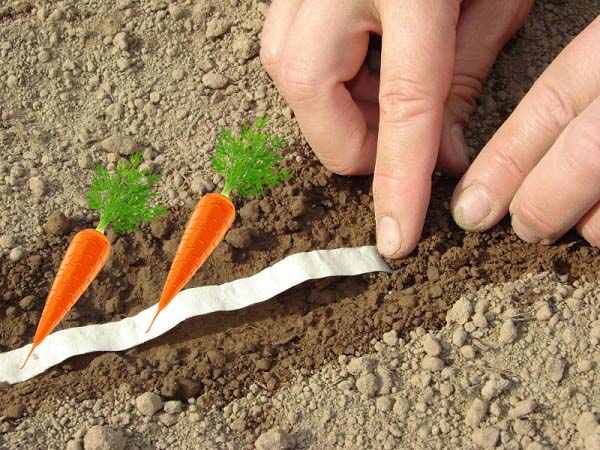 Correct planting of carrots on the tape