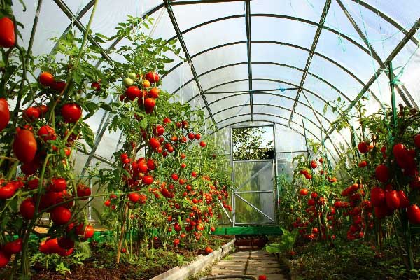 Riktig planting i drivhuset er nøkkelen til en god tomathøst