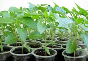 Benefits of picking pepper seedlings