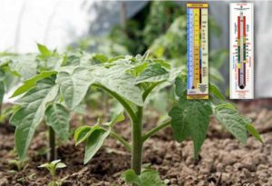 ¿A qué temperatura se plantan los tomates en el invernadero?